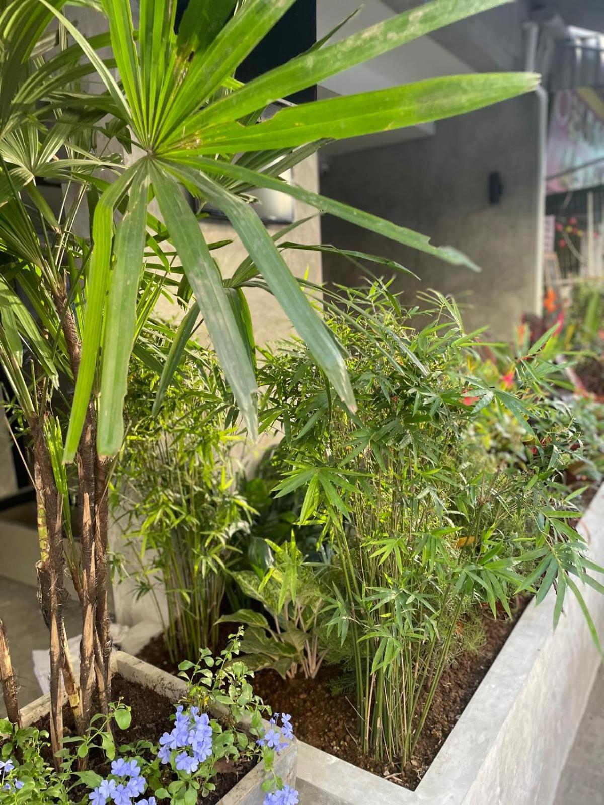 Bh Cozy Paradise Patong 外观 照片